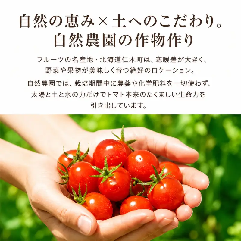 ミニトマト「キャロルポポ」2kg 栽培期間中 農薬・化学肥料不使用 北海道 仁木町 トマト ミニトマト 野菜 [自然農園]