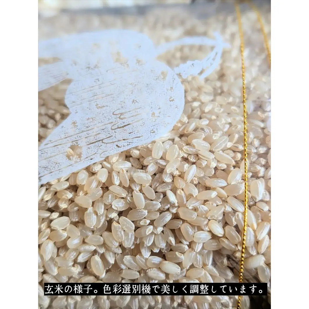 【有機JAS】多可町産 きぬむすめ 玄米 10kg 農園若づる 有機栽培 オーガニック アイガモ 合鴨農法 無農薬 無化学肥料 即納 [1388]