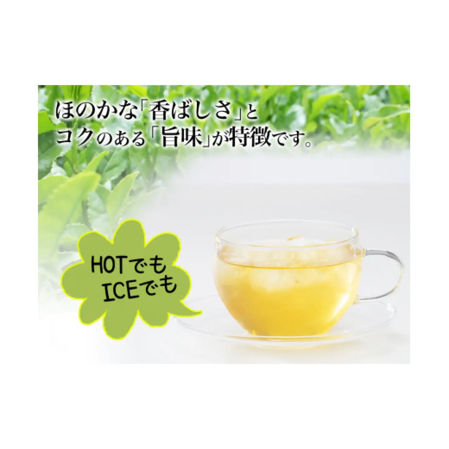 うれしの茶 500ml×24本入 / お茶 緑茶 嬉野茶 ペットボトル / 佐賀県 / さが風土館季楽[41AABE106]