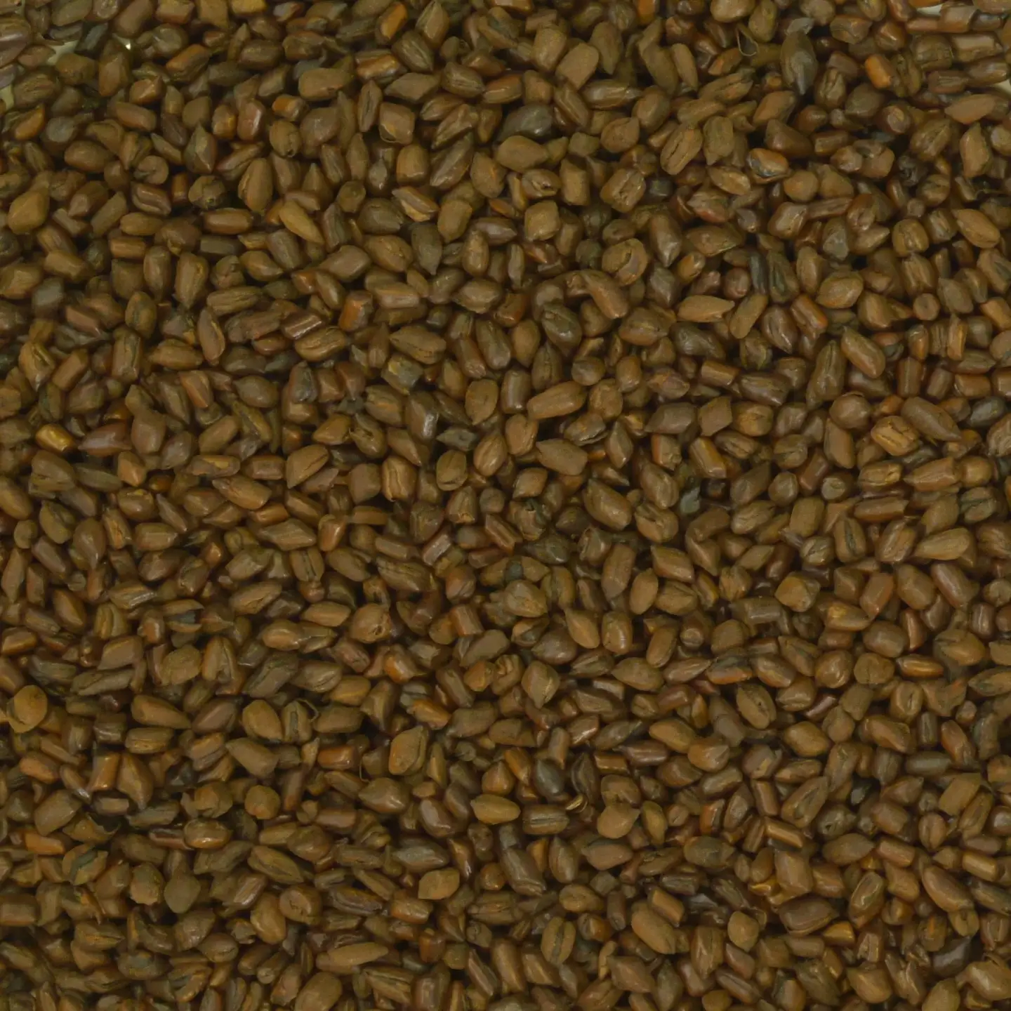 健康はと麦茶 126パック（11g×21パック×6袋） / 穀物茶 ブレンドティー お茶 水分補給 / 佐賀県 / 三栄興産株式会社[41ABAK003]