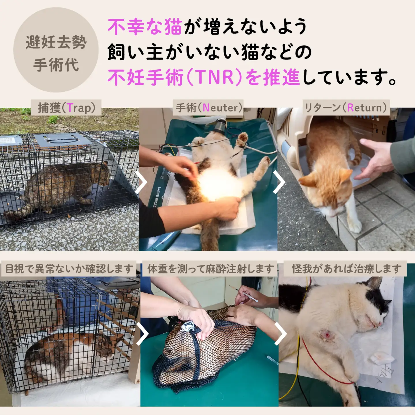 【ふるさと納税】《返礼品なし》 猫愛護活動支援 5,000円 猫ちゃん 猫 ねこ 動物 保護 愛護 保護活動 応援 支援 寄付 南種子町 鹿児島 かごしま 送料無料 【南種子町猫の適正飼養を推進する会】