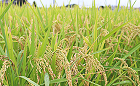 お米 無洗米 静岡県産 JAおおいがわ 金芽米 5kg お米