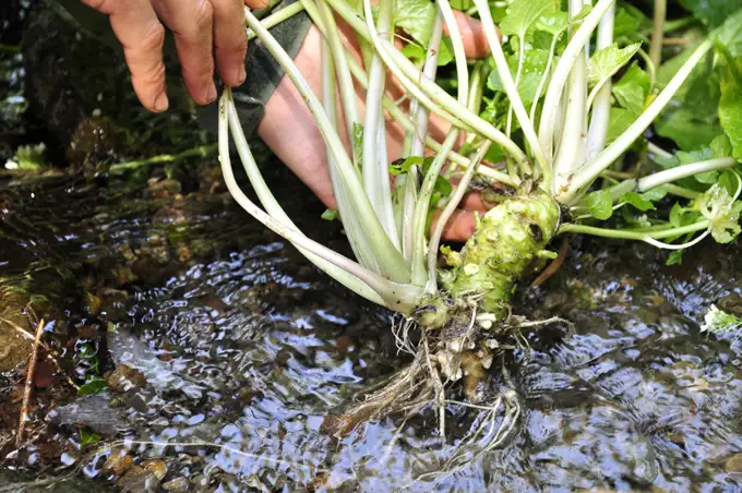 【世界農業遺産認定】西伊豆町の本わさび・無添加漬物セット（岡原わさび） 【12月・1月除く】