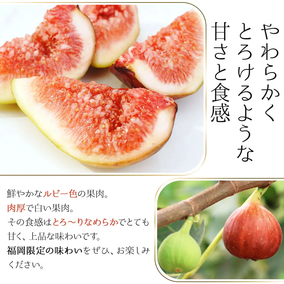 福岡限定!ブランドいちじく「とよみつひめ」約300g×8パック(篠栗町)【NF002】