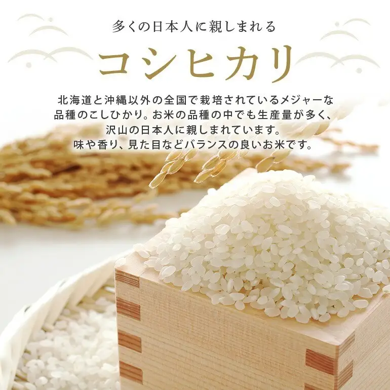 常陸大宮産 コシヒカリ 10kg（5kg×2） 茨城県産 令和8年産 精米 【米】【ho1751】