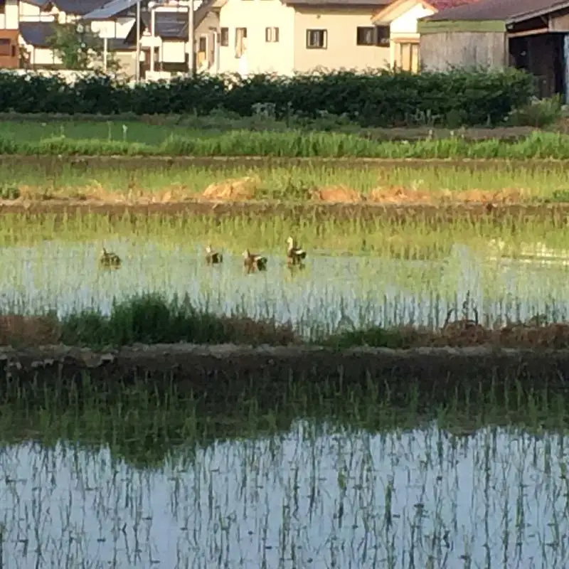 【令和7年産】定期4回 金山町産 特別栽培米 はえぬき 精米 5kg×4回 合計20kg 米 お米 ご飯 ブランド米 定期便 低温貯蔵 低温精米 F4B-0837