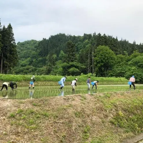 【令和8年産 新米先行受付】魚沼産コシヒカリ 特別栽培米 （精米）2kg 米 こしひかり 魚沼市