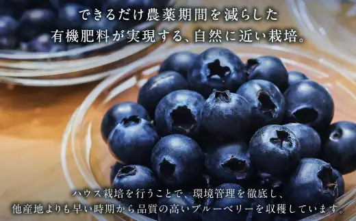生ブルーベリー 計約900g（約100g×9パック）【2027年4月下旬-6月上旬発送予定】 ｜ブルーベリー 果物 フルーツ 静岡県 菊川市