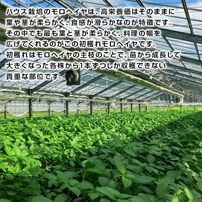 初穫れハウスモロヘイヤ 100g×10袋 ネバネバ 高栄養価（βカロテン/各種ビタミン/カルシウム/カリウム/葉酸など) 定番おひたし 和洋中の各種スープ 色んなお料理のソースにも 野菜 ねばねば