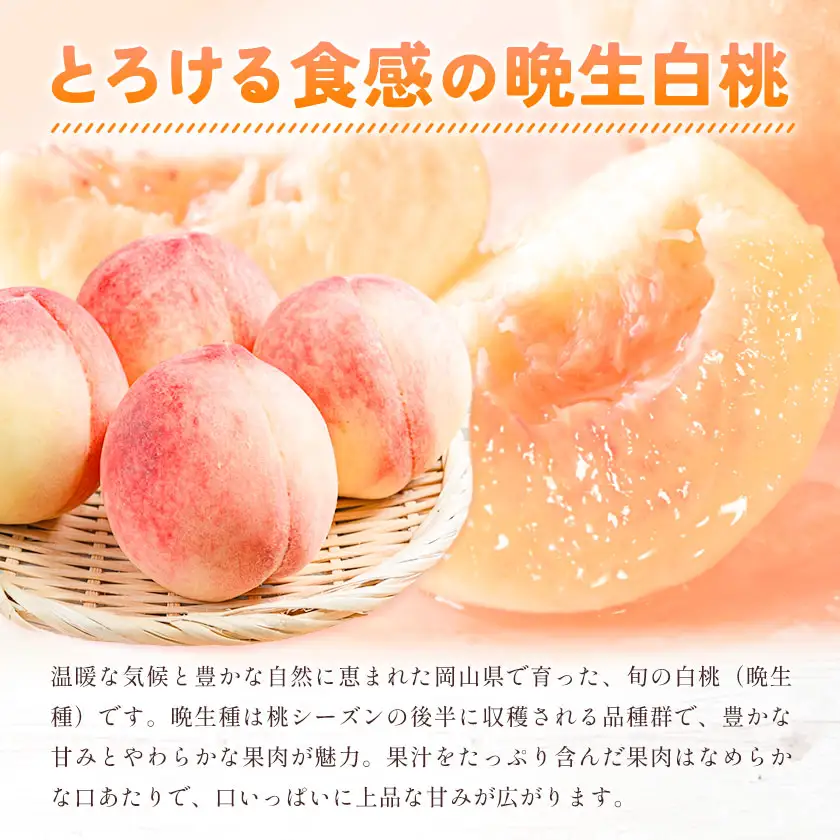 【2027年発送先行予約】ご家庭用 岡山の白桃(晩生種) 約1.5kg 5～6玉【配送不可地域：離島】