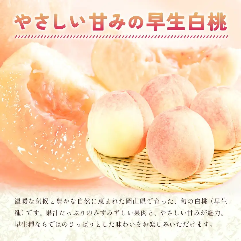 【2027年発送先行予約】ご家庭用 岡山の白桃(早生種) 約1.3kg 5～6玉【配送不可地域：離島】