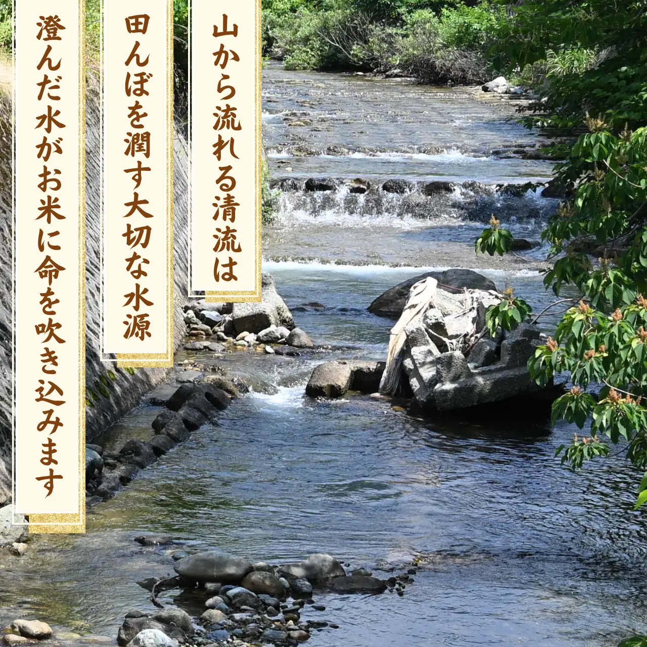 精米 奥越産コシヒカリ10㎏（精米 5㎏×2）先行予約