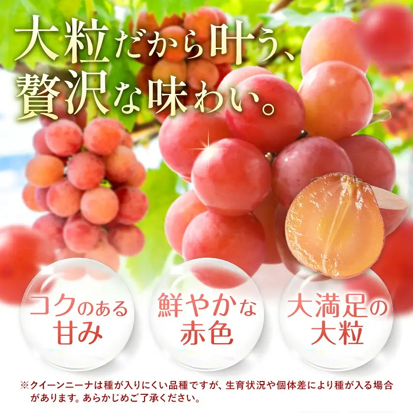 【2027年先行予約】ご家庭用 岡山県産 クインニーナ 約1.2kg 2～3房【配送不可地域：離島】