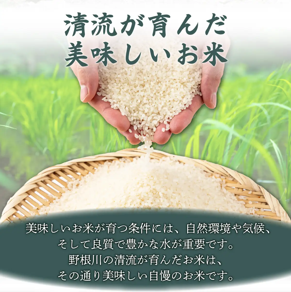 ＜定期便全5回＞令和8年産 野根川米5kg こしひかり 米 国産 コメ