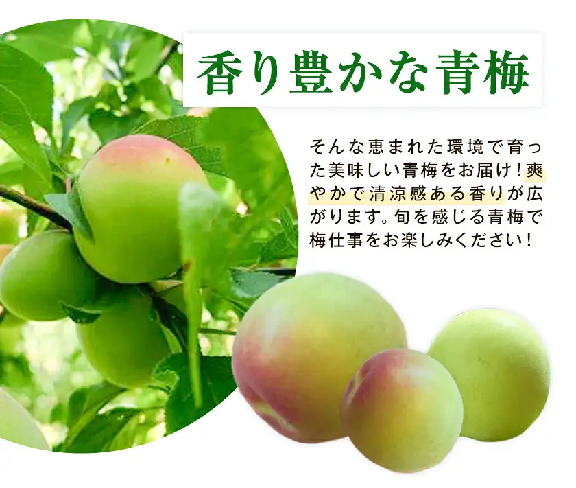 梅 訳あり 青梅 5kg 