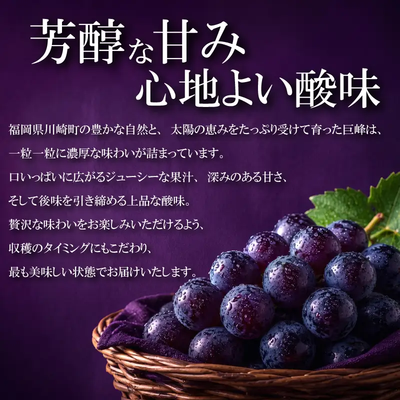 日高果樹園 「訳あり 種なし巨峰」 2kg （小ぶりな房 5～7房）