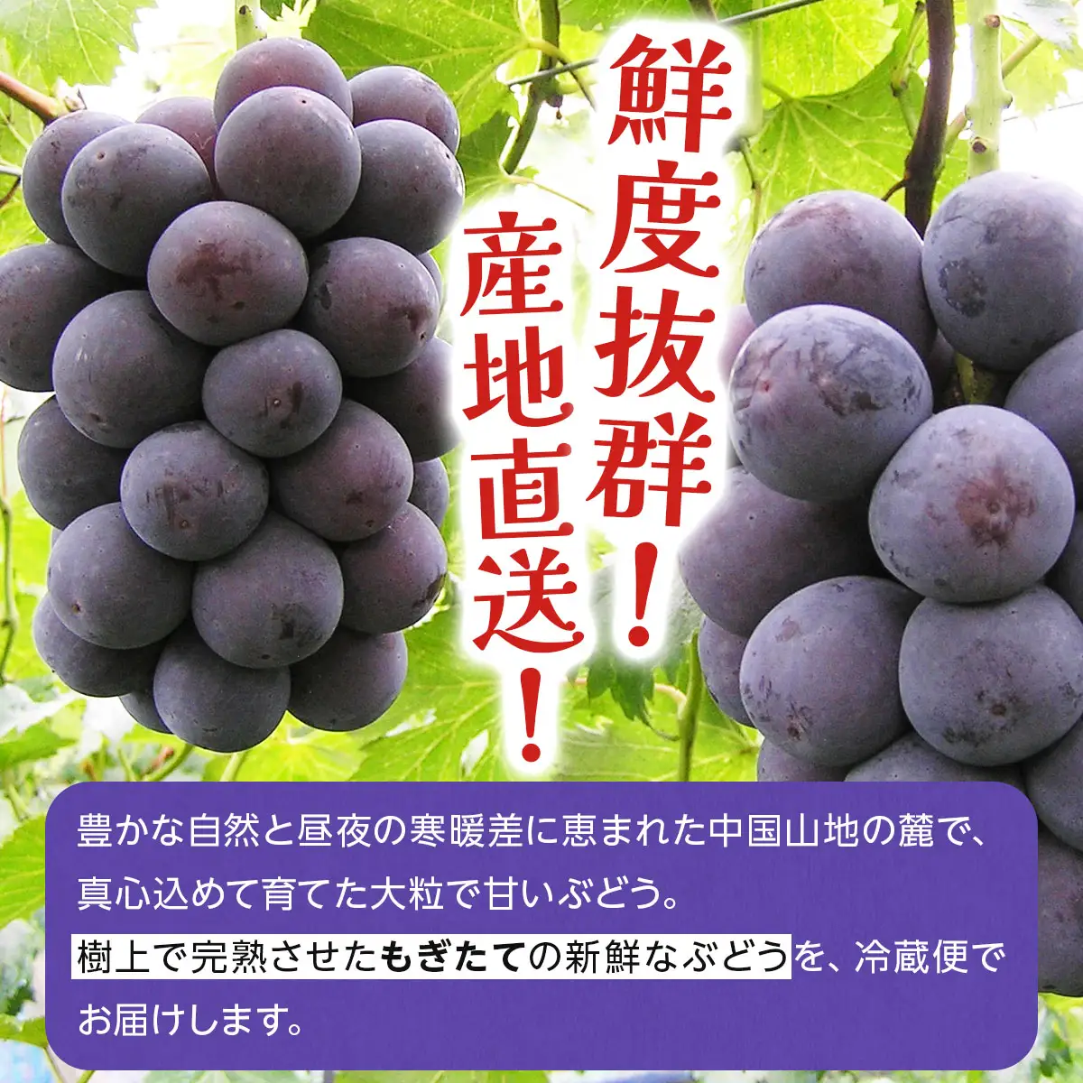 【ご家庭用・訳あり品】ピオーネ　約800g（2房入）
