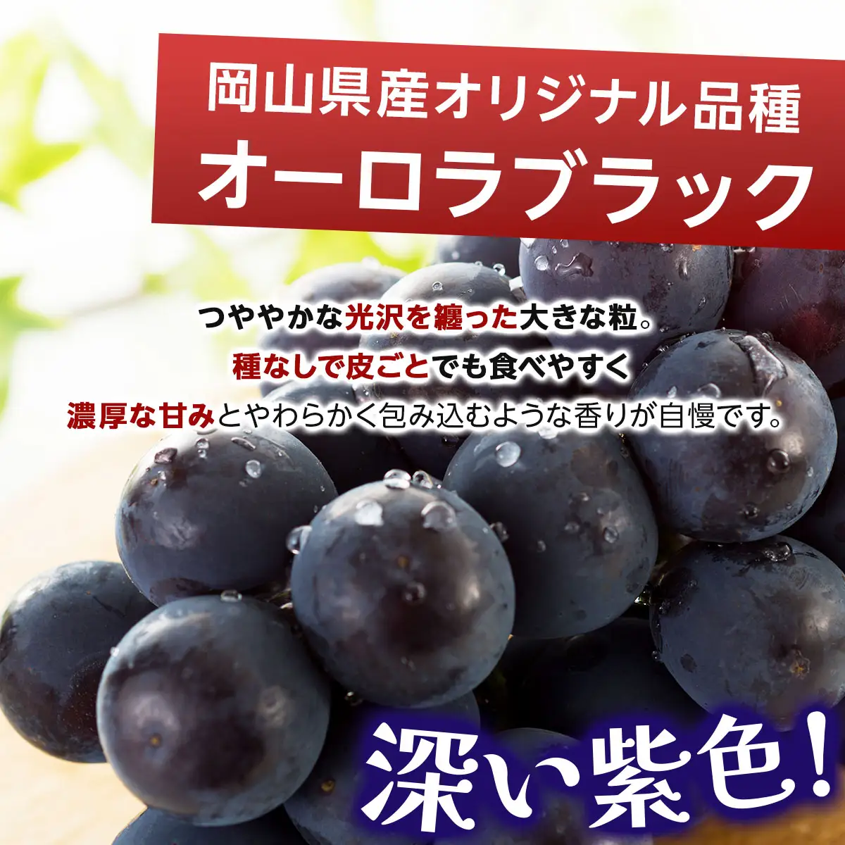 【ご家庭用・訳あり品】オーロラブラック・ピオーネ　約800g（2房入）