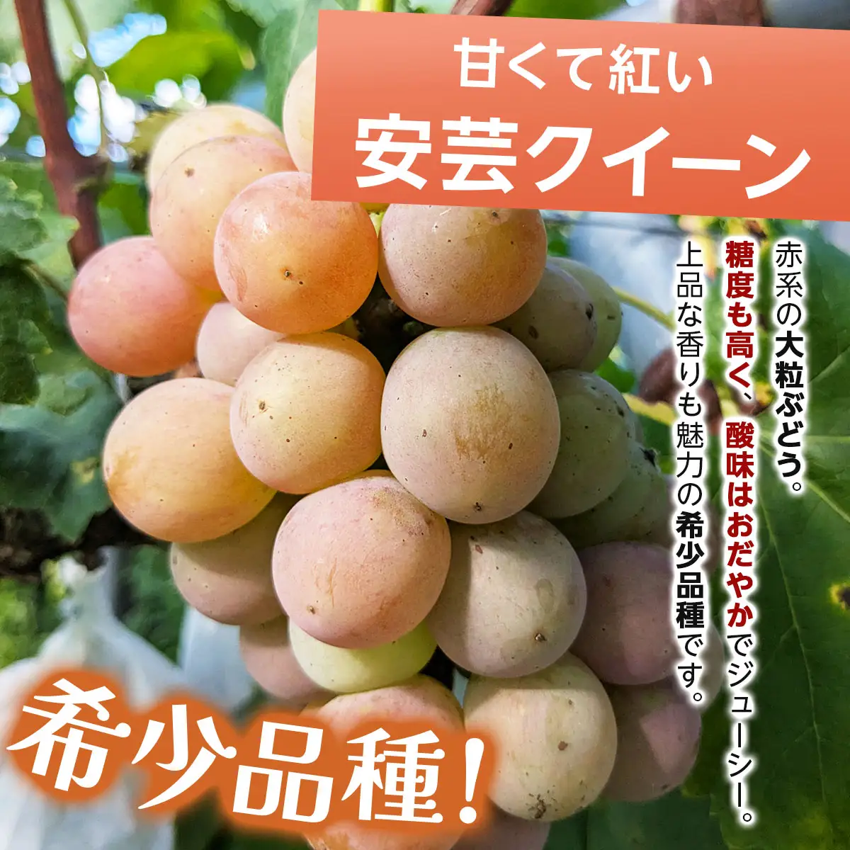 【ご家庭用・訳あり品】安芸クイーン・ピオーネ　約800g（2房入）