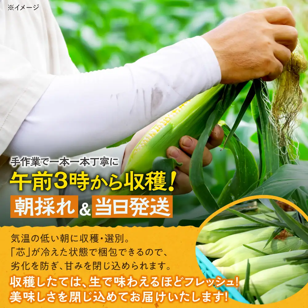 先行受付！【2026年8月頃～発送開始！】北海道十勝清水町産 恵味 L～LL 20～22本 朝採れ 甘くてジューシー とうもろこし 粒皮やわらか_S041-0013				