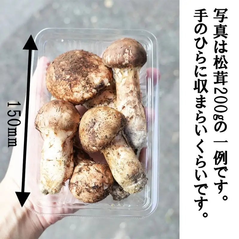 令和8年産 天然松茸 マツタケ 200g 朝採れ直送 信州長和町産 自生 産地直送 冷蔵便