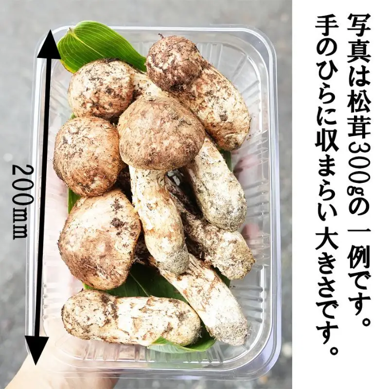 令和8年産 天然松茸 マツタケ 300g 朝採れ直送 信州長和町産 自生 産地直送 冷蔵便
