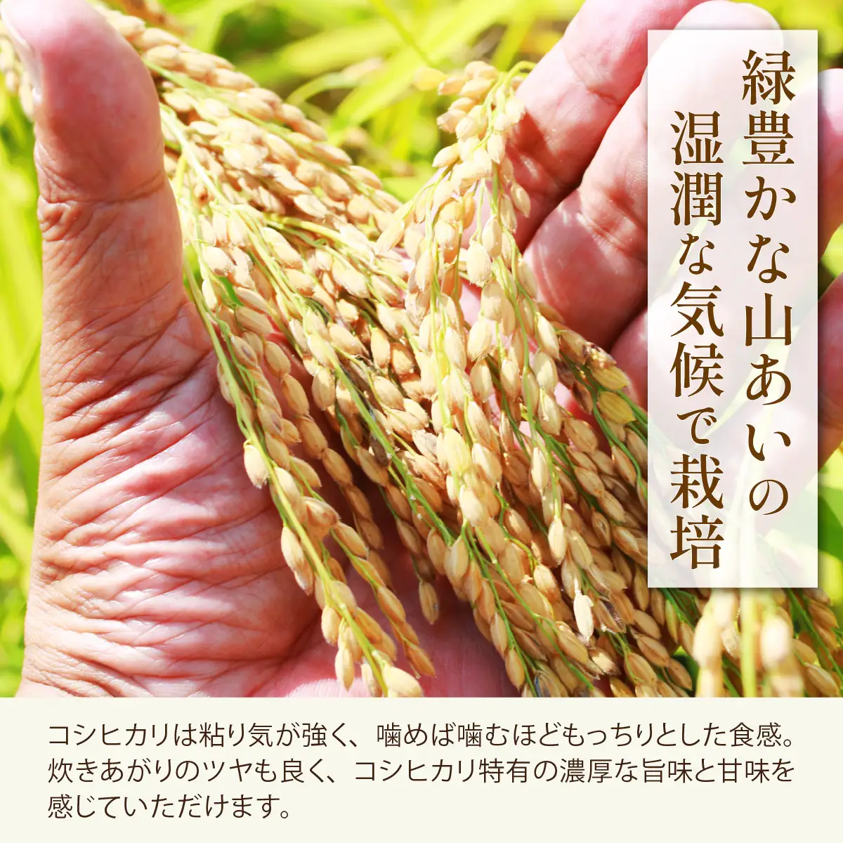 玄米 勝山産 コシヒカリ 玄米 10kg（5kg×2袋）【先行予約】
