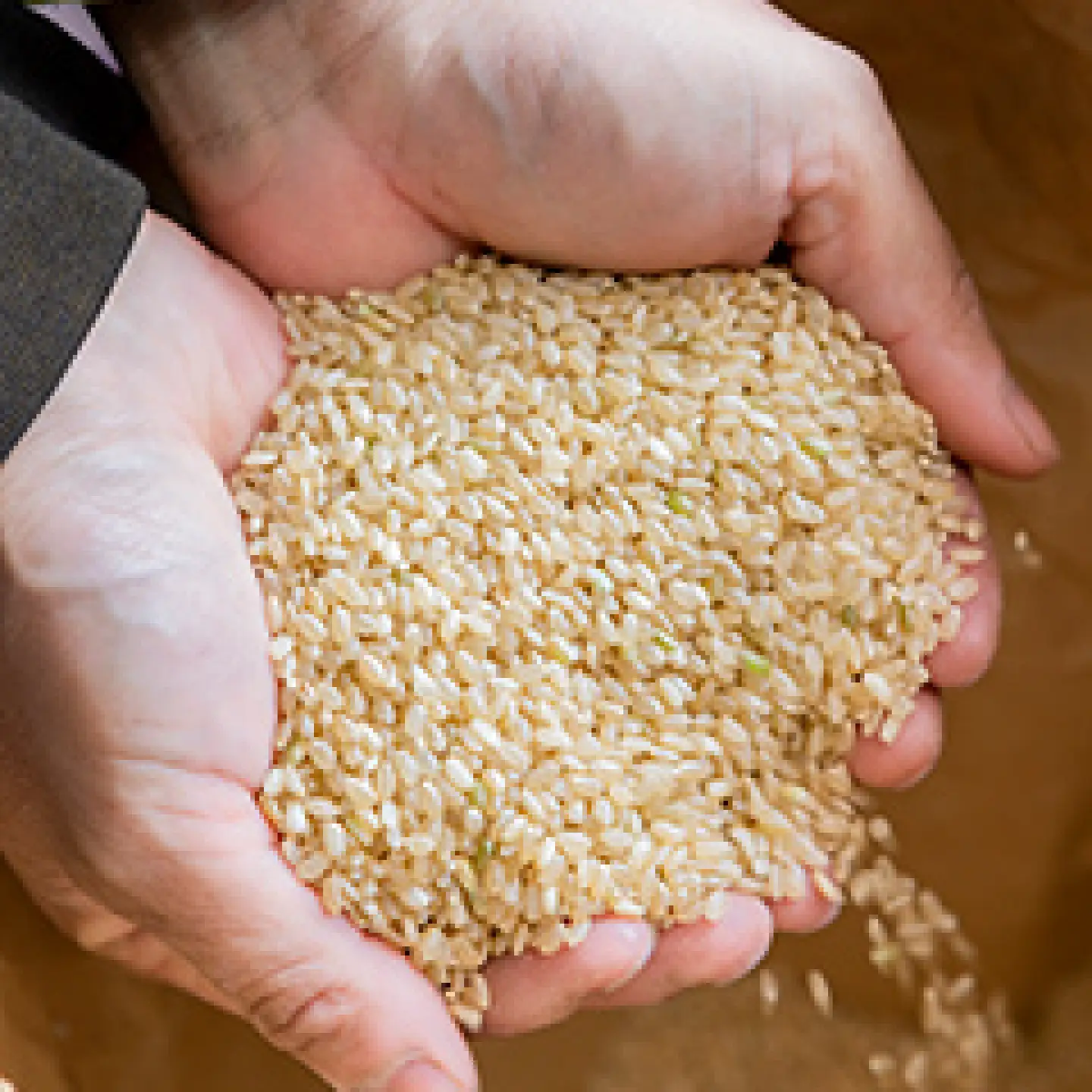 【先行予約 2026年10月～発送】ヒノヒカリ 玄米 10kg 【片渕農園】令和8年産 新米 [IDG007]