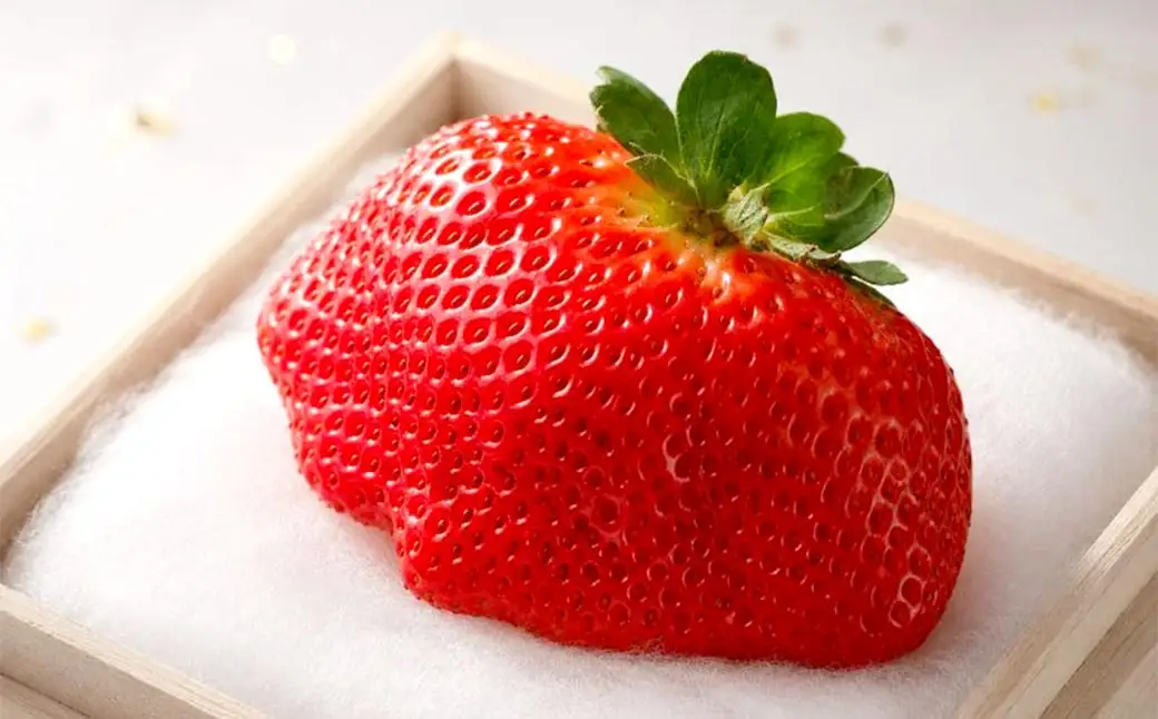 あまおう 「 極 」 特大粒 1粒（約80g） いちご イチゴ 苺 果物 くだもの フルーツ 果実 果肉 希少 桐箱 贈り物 贈答用 プレゼント 国産 福岡県産 【 2026年11月下旬-2027年4月上旬発送予定 】