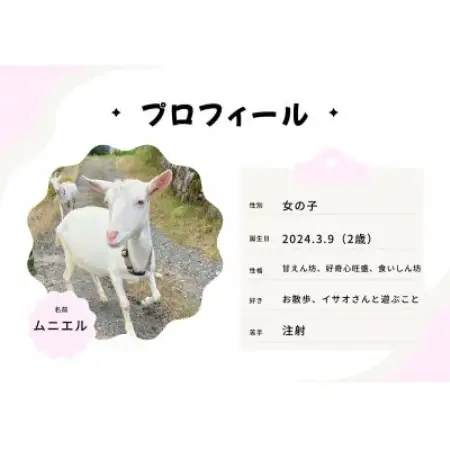 京都府与謝野町で ヤギとのふれあい体験 1名様用【1770033】