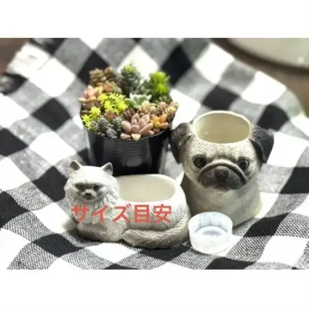 多肉植物寄せ植え作りセット+多肉植物3ポット　C【1720095】