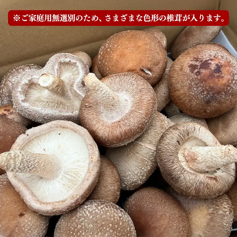 【先行予約/2026年10月末以降発送】ご家庭用福王しいたけ(中サイズ1.5kg）＆干し椎茸お得袋セット IA-020