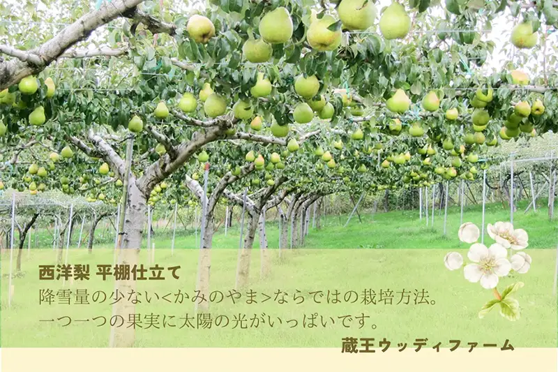 西洋梨（オーロラ）３ｋｇ　１０玉　３L　特秀品　0062-2602