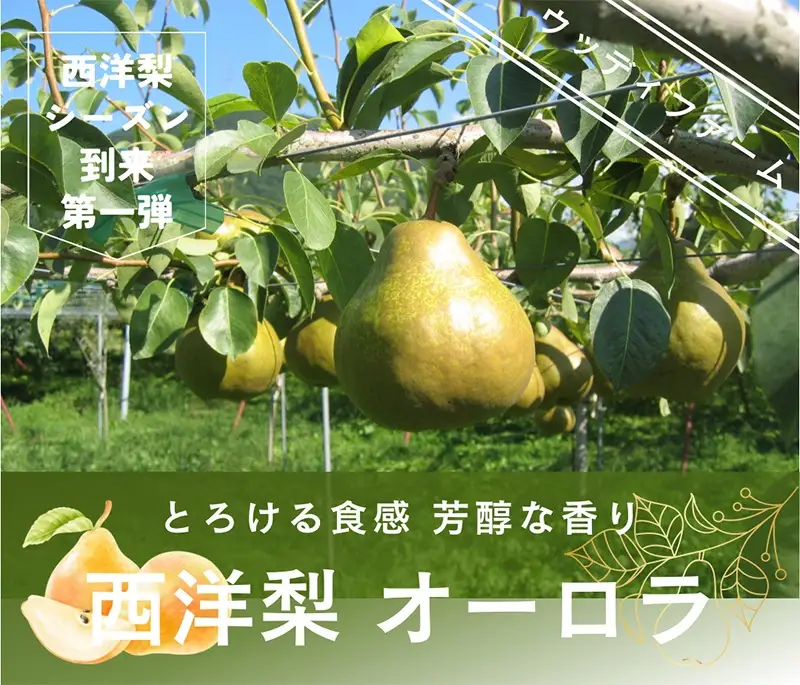西洋梨（オーロラ）３ｋｇ　１０玉　３Ｌ　ご家庭用　0062-2603