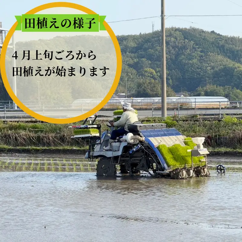 【2026年9月順次発送】 栽培期間中農薬不使用 コシヒカリ玄米 10kg 玄米 米 化学肥料不使用 新米 こめ 健康 ご飯 ダイエット 栄養豊富 ビタミン ミネラル 小松島市
