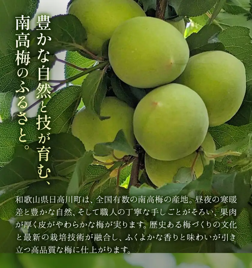  南高梅 約5kg (2L~4L) マル二