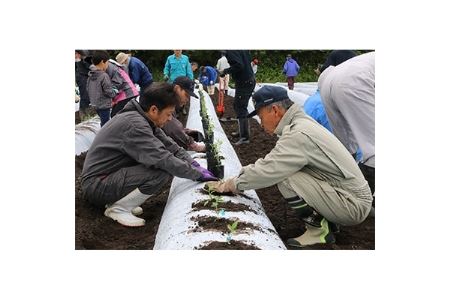 【加美町薬用植物研究会】紫根染ポケットチーフ【1099402】