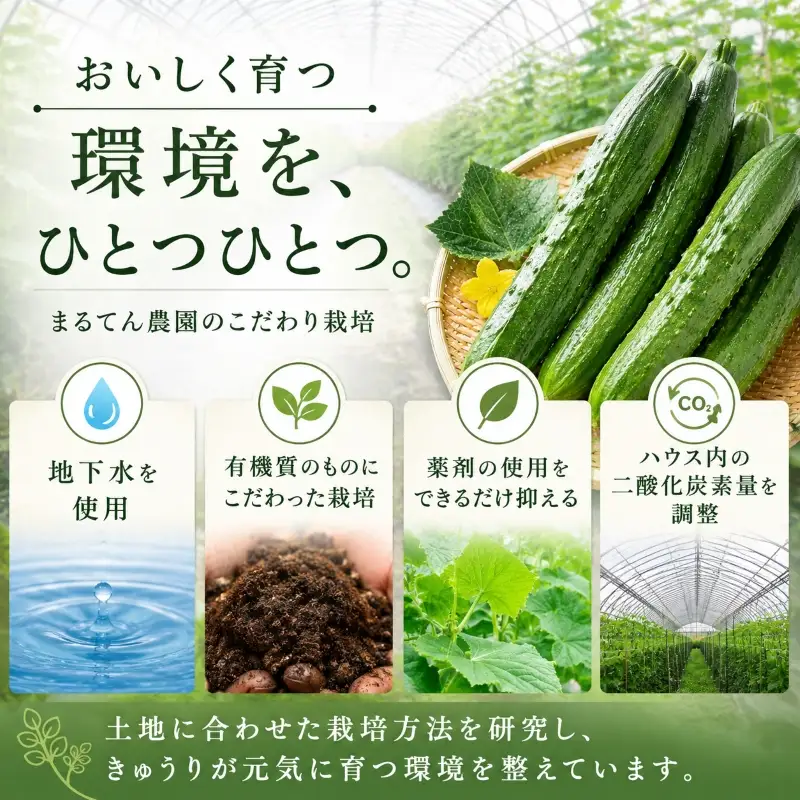 先行予約 訳あり きゅうり 5kg 野菜 新鮮きゅうり