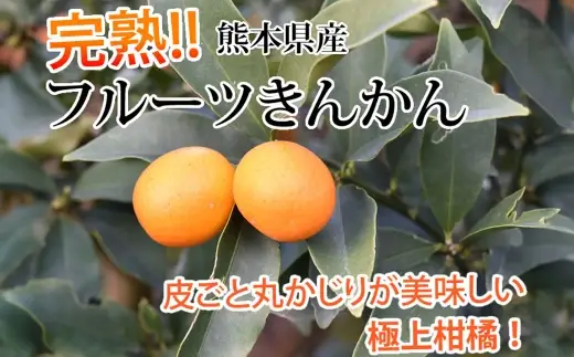 ＜ R8年熊本地震復興支援 ＞金柑 1kg 熊本県産 ハウス栽培 完熟 フルーツ きんかん キンカン くだもの 果物 果実 果汁 食感 果肉 甘み 国産 旬 柑橘 種 【 2027年1月下旬～2027年2月下旬発送予定 】