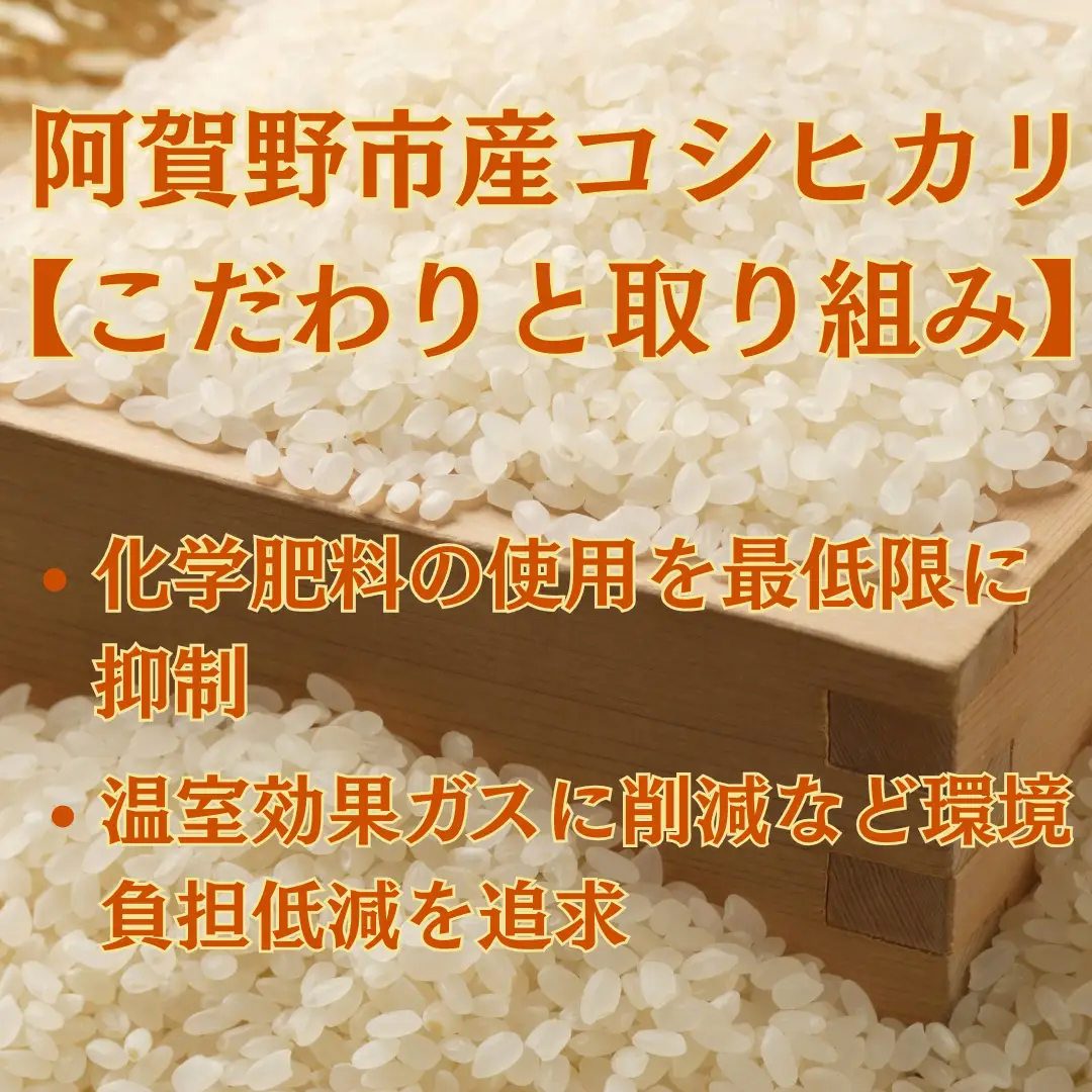 【令和8年産新米予約】阿賀野市産 コシヒカリ 5kg 精米 白米 新潟県 阿賀野市 米 こめ コメ 10月上旬より発送開始予定 3Q01013