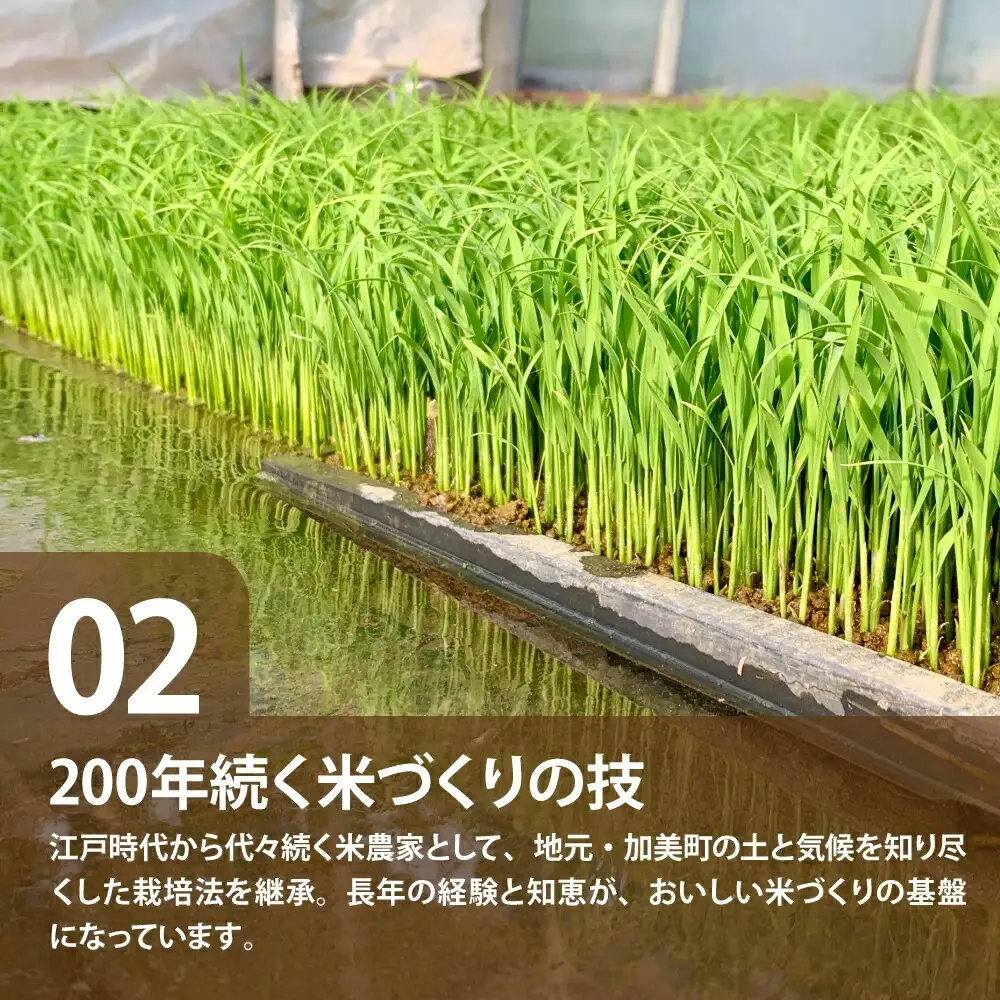令和8年産 ひとめぼれ 無洗米10kg×12回定期便 ひとめぼれ