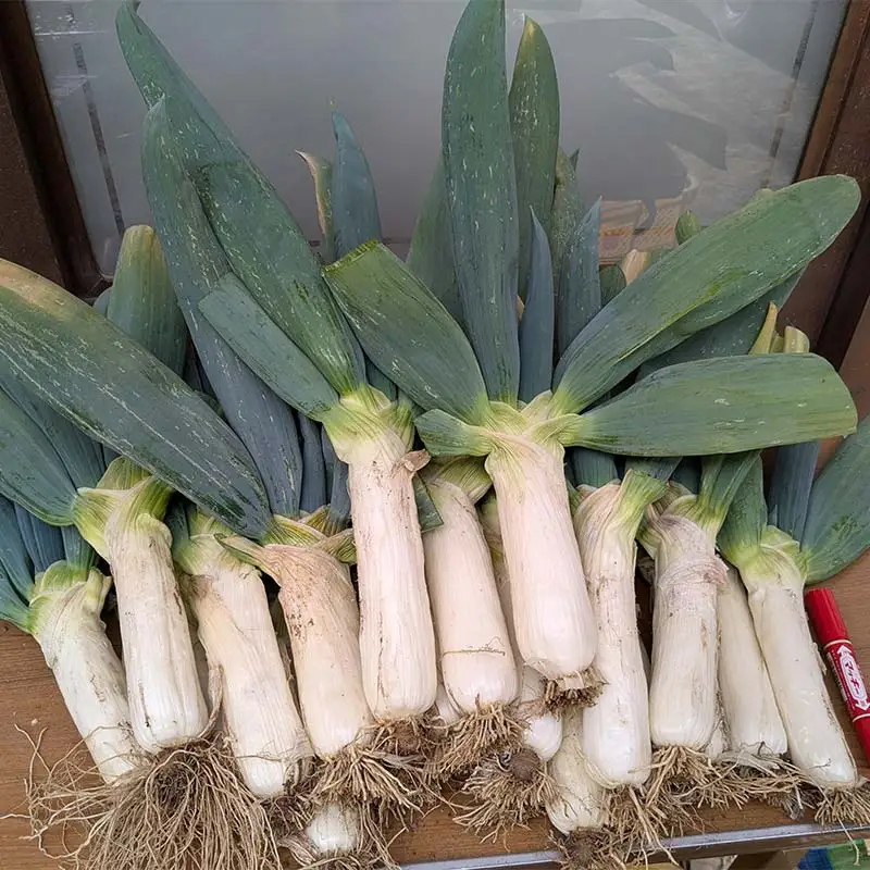 【伝統野菜】祖父母の遺志を受継いだ ながい農園の下仁田ねぎ (Mサイズ15本) 群馬県 下仁田町産 家庭用 鍋 すき焼き F21K-555