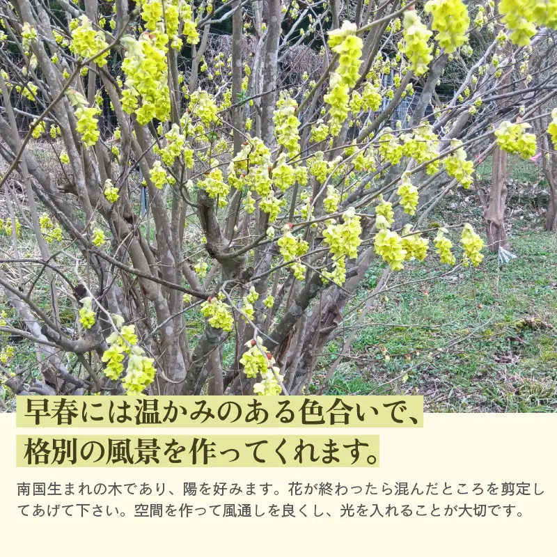 【先行予約】トサミズキ 苗木（鉢物）【2027年4月中旬以降順次発送】【とさみずき 花 フラワー】 [m47-a028]