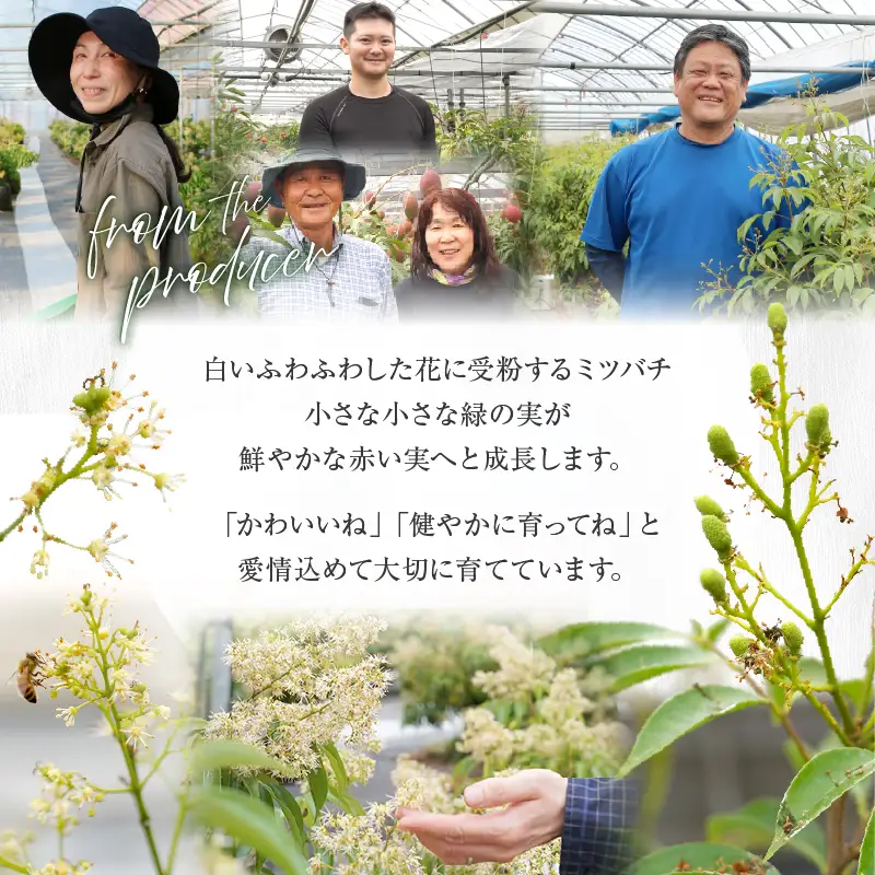 先行予約 数量限定 希少 国産 綾 生ライチ 大粒 2L サイズ（化粧箱入り）果物 フルーツ くだもの 国産ライチ 2027年 トロピカルフルーツ 南国フルーツ 冷蔵 ジューシー 高級 デザート ギフト 贈り物 プレゼント ご褒美 宮崎県 送料無料【JA綾町】_A0114-266