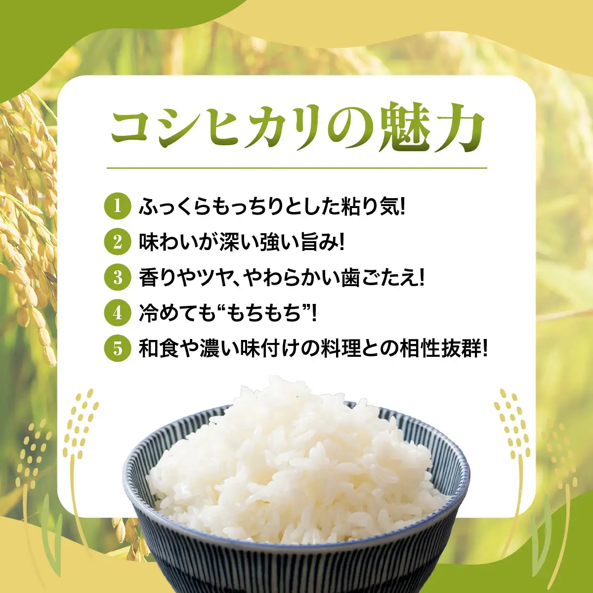 令和８年産 千葉県産コシヒカリ 精米 10kg(10kg×1袋)　MBAD010