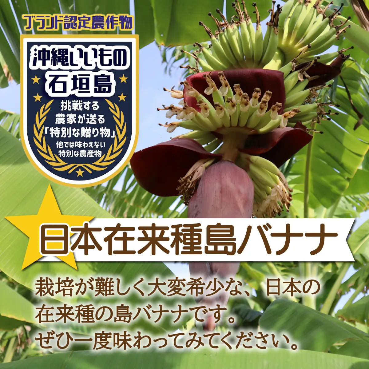 希少！皮まで食べられる特別な石垣島産 島バナナ 2房 | ふるさと納税 沖縄県石垣市 沖縄 石垣市 石垣島 希少 無農薬 バナナ ばなな 離島のいいもの 沖縄いいもの石垣島 OI-027