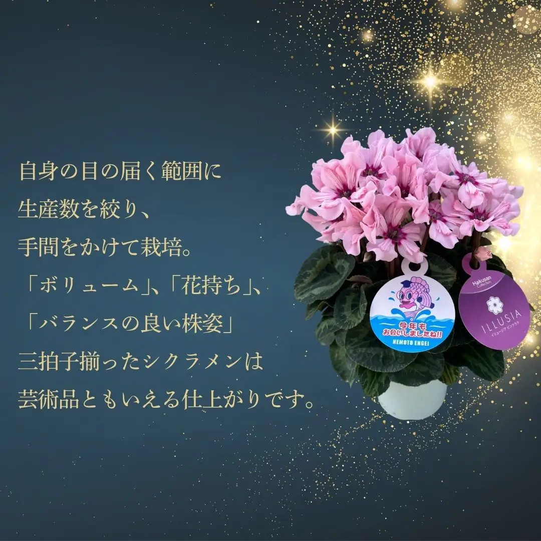 先行予約 アジサイ トゥルースブルー 5号鉢 | あじさい 紫陽花 ブルー 花ギフト 鉢植え 根本園芸