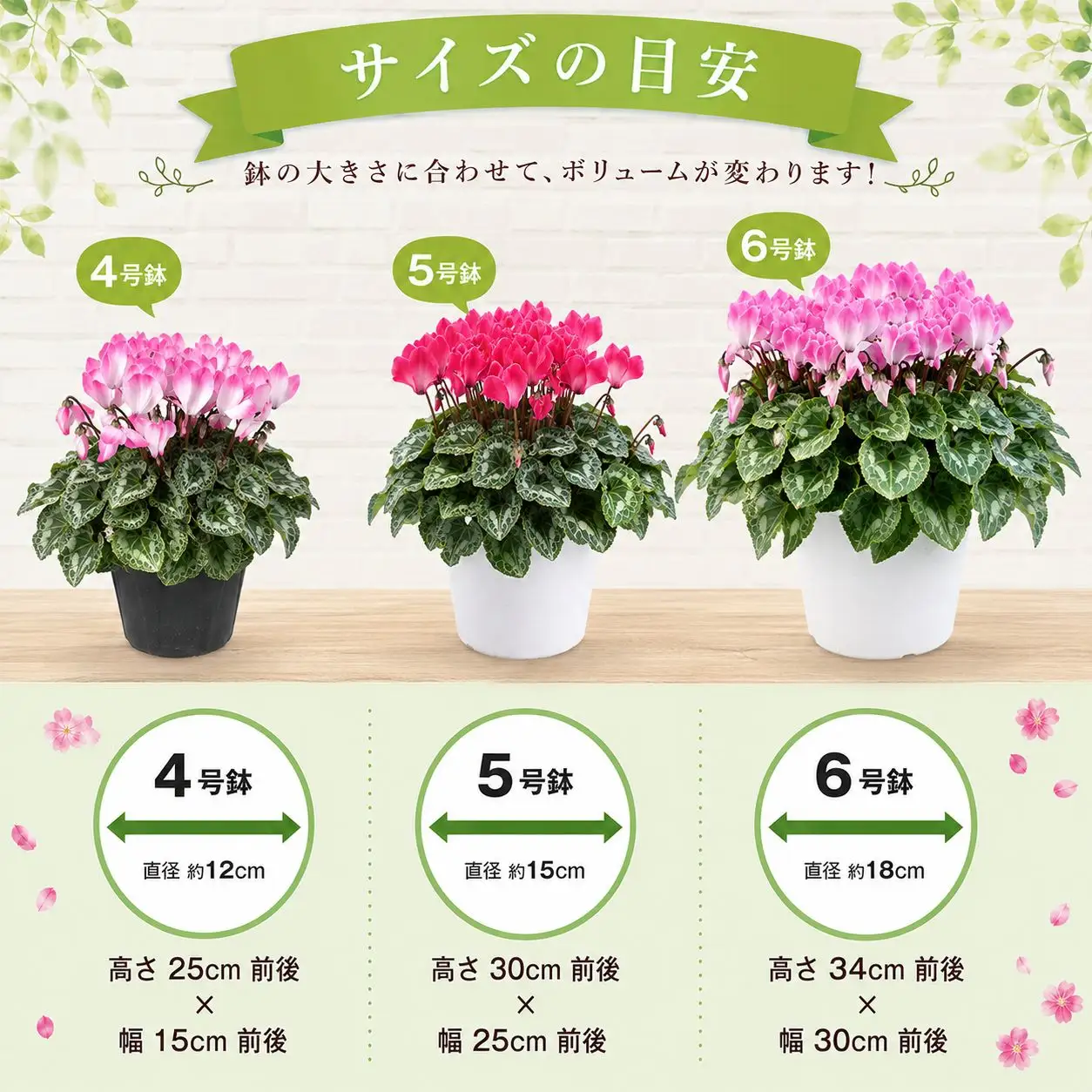 【期間限定】シクラメン 色 おまかせセット 4号×2鉢 | シクラメン