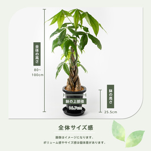 【観葉植物】パキラ 編み込み 80cm～100cm Green Farm M IB075-022 観葉植物 ※北海道・沖縄・離島配送不可