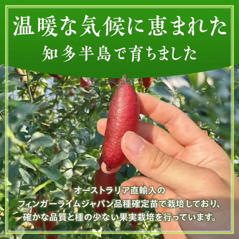 新感覚つぶつぶ食感！フィンガーライム　200ｇ（約10～18本）｜フルーツ